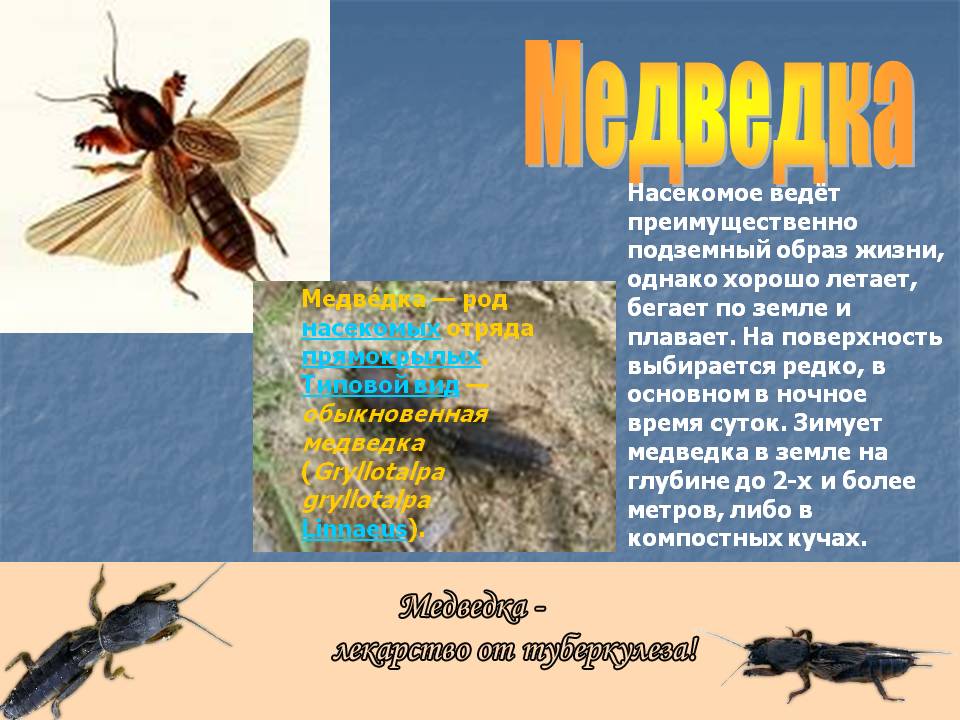 Медведка