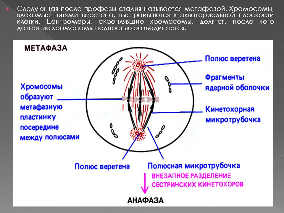 Следующая после профазы стадия называется метафазой