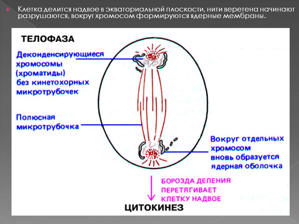Клетка делится надвое в экваториальной плоскости, нити веретена