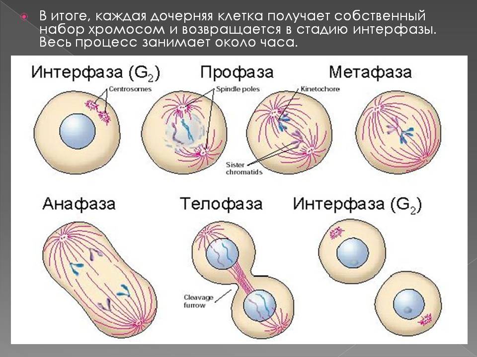 В итоге, каждая дочерняя клетка получает собственный набор хромосом и