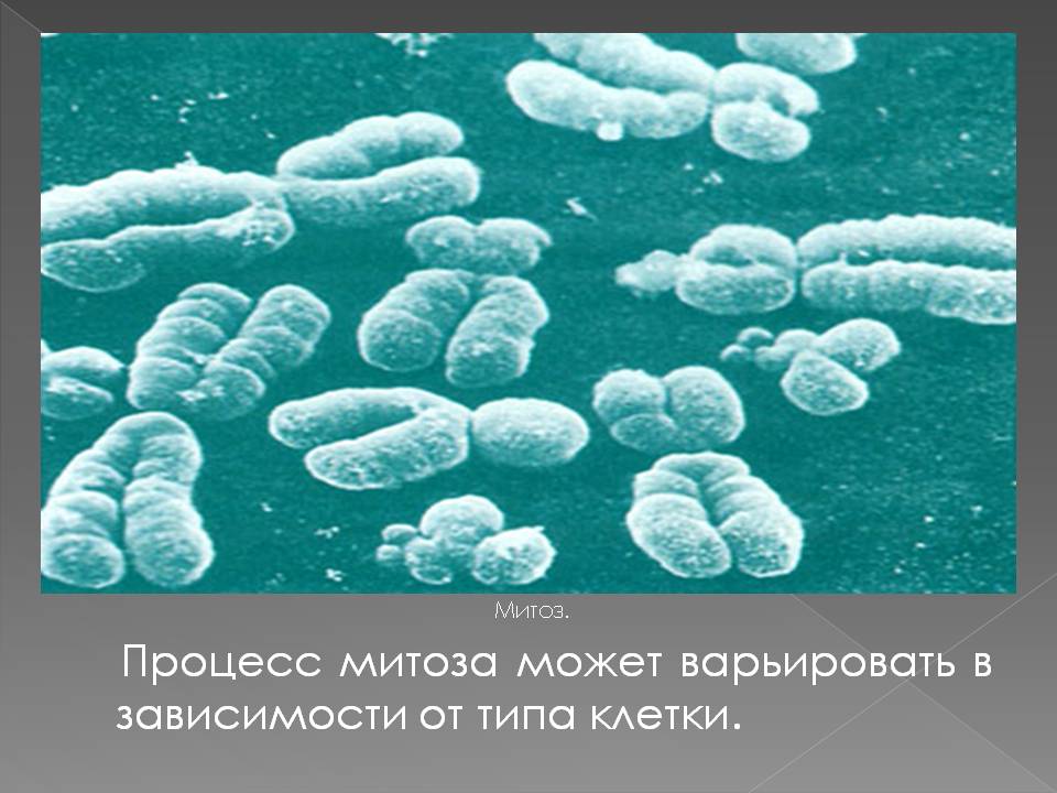 Митоз