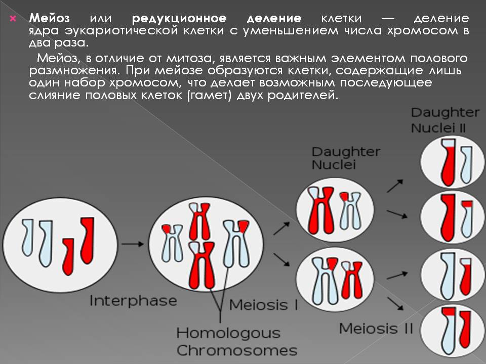 Мейоз или редукционное деление клетки — деление