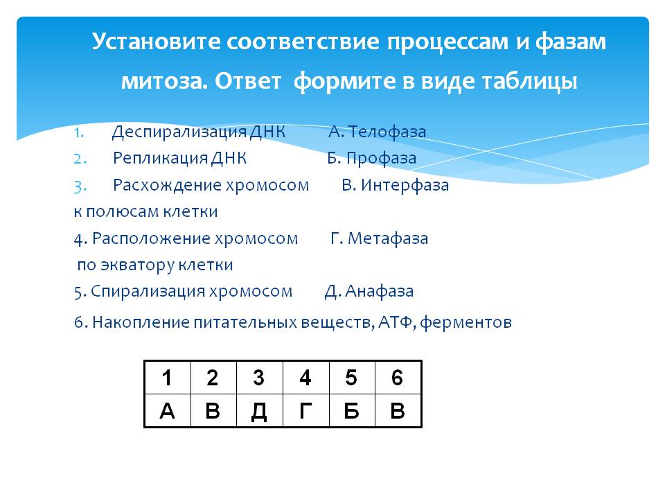 Установите соответствие процессам и фазам митоза