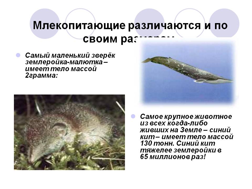 Млекопитающие различаются и по своим размерам
