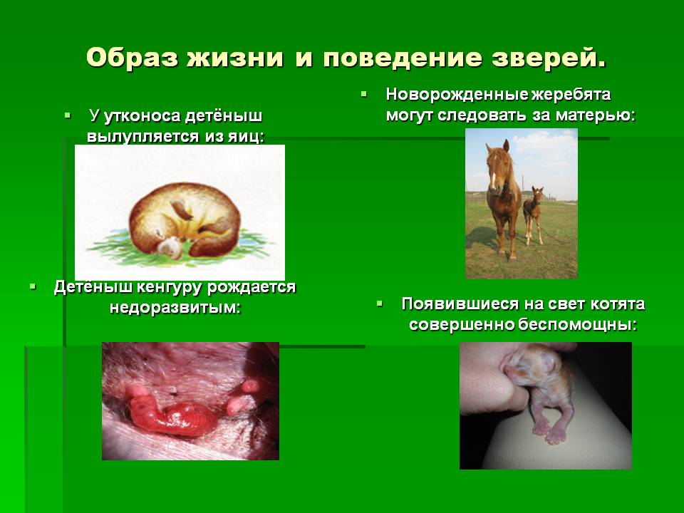 Образ жизни и поведение зверей