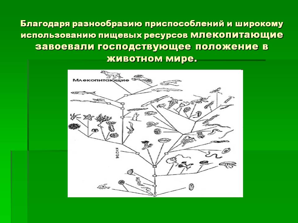 Благодаря разнообразию приспособлений и широкому использованию пищевых