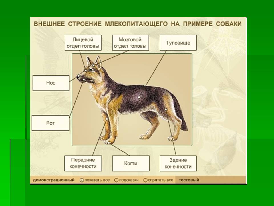 Млекопитающие 8 класс