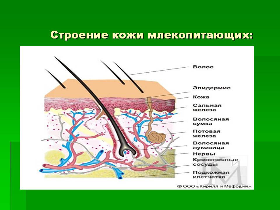 Строение кожи млекопитающих: