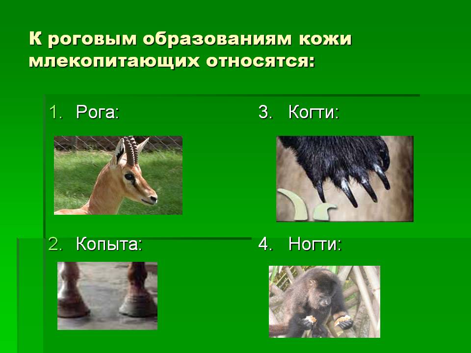 К роговым образованиям кожи млекопитающих относятся: