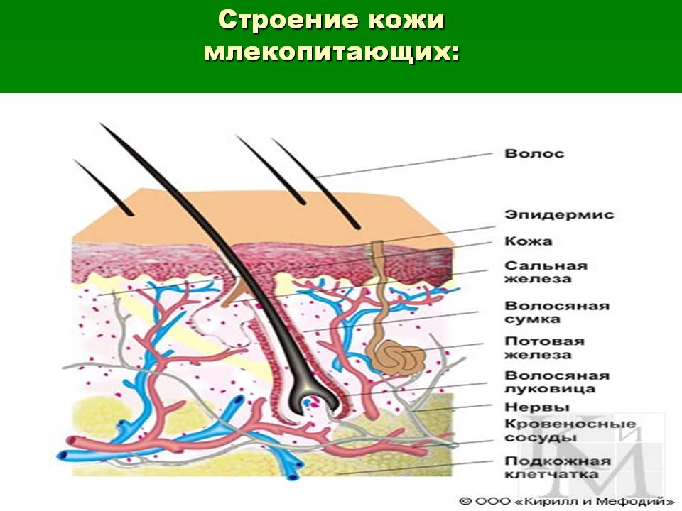 Строение кожи млекопитающих: