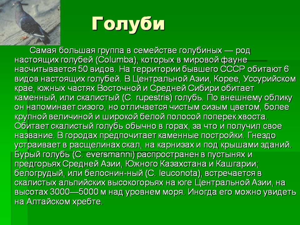 Голуби
