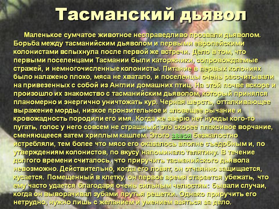 Тасманский дьявол