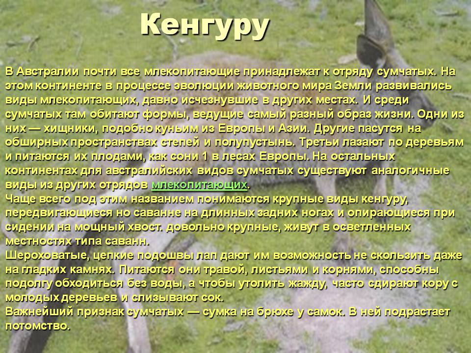 Кенгуру