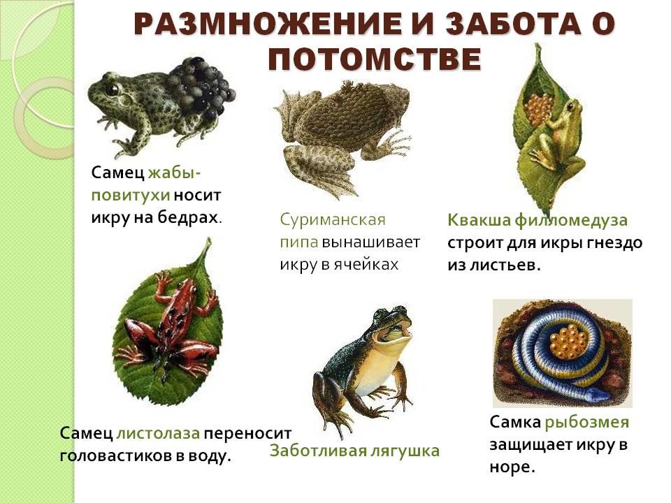 Самец жабы-повитухи