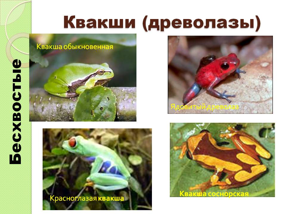 Квакши