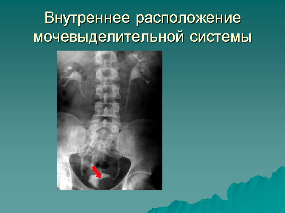 Внутреннее расположение мочевыделительной системы