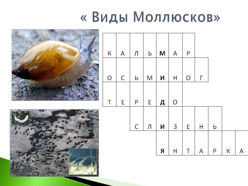 Моллюски биология