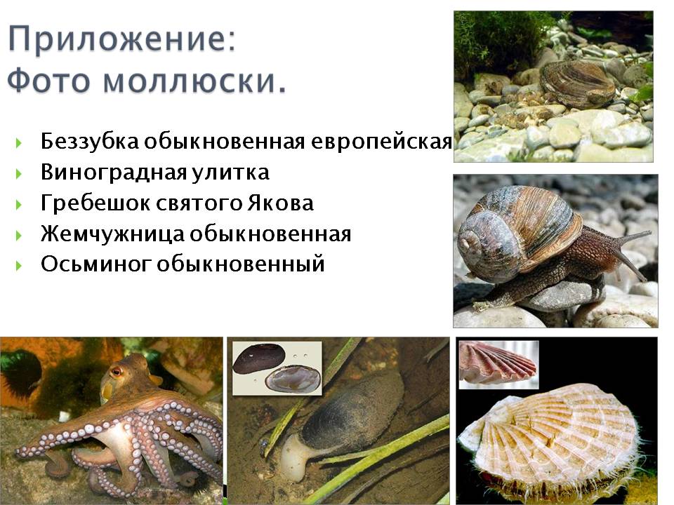 Беззубка обыкновенная европейская Виноградная улитка Гребешок святого