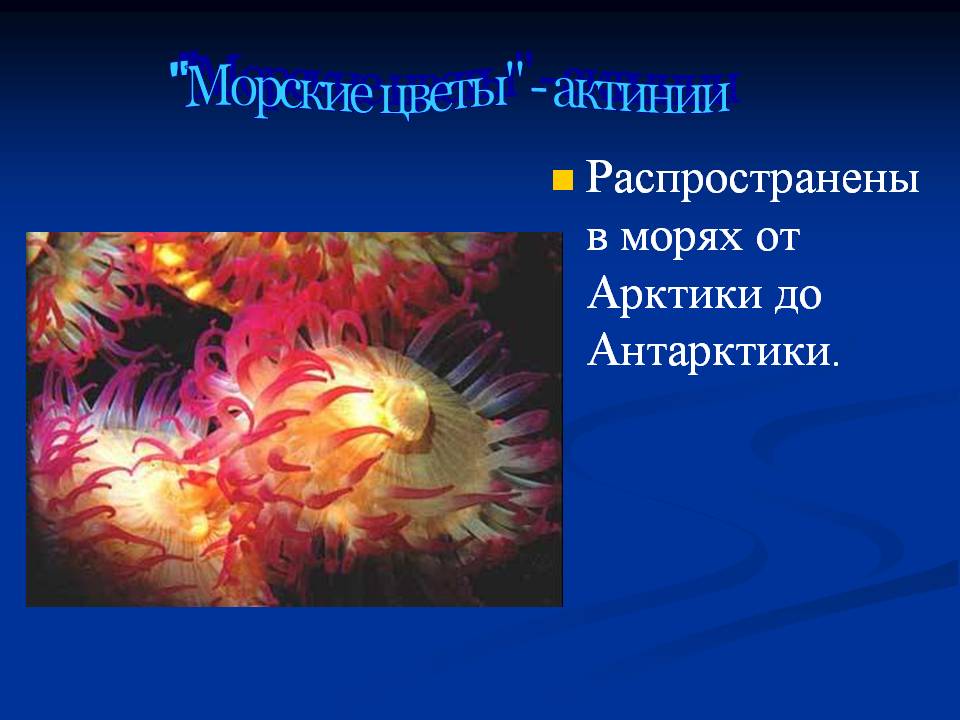 "Морские цветы" - актинии