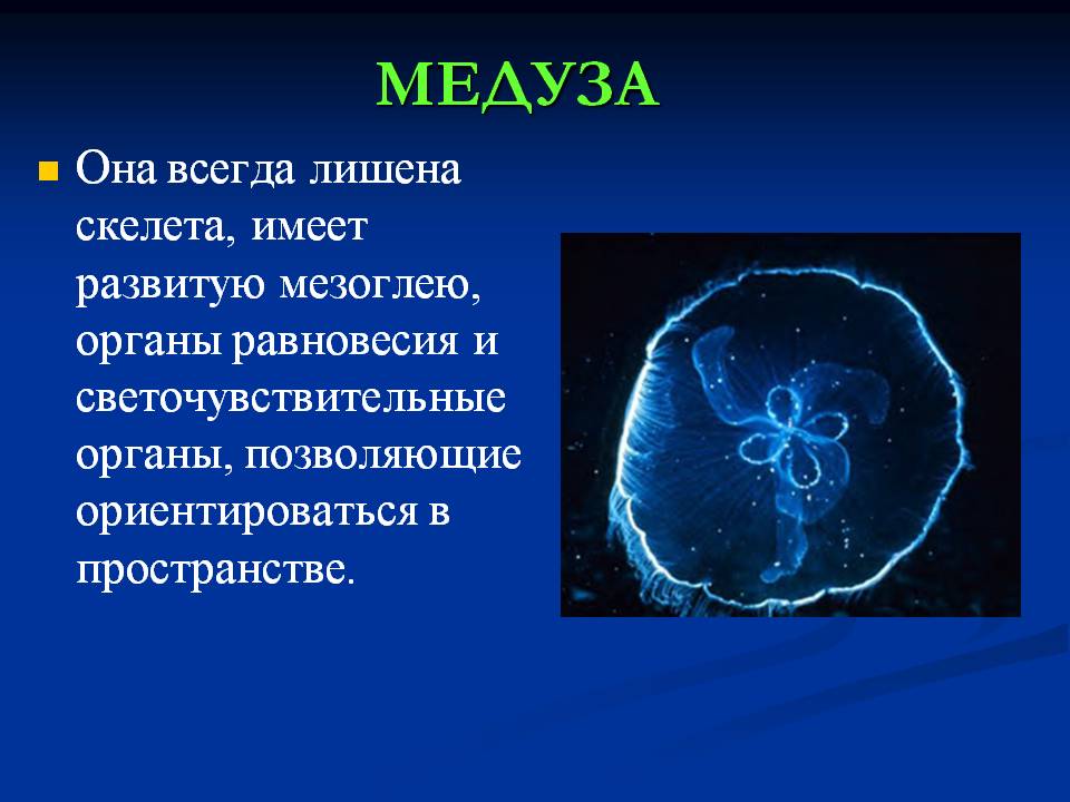 Медуза