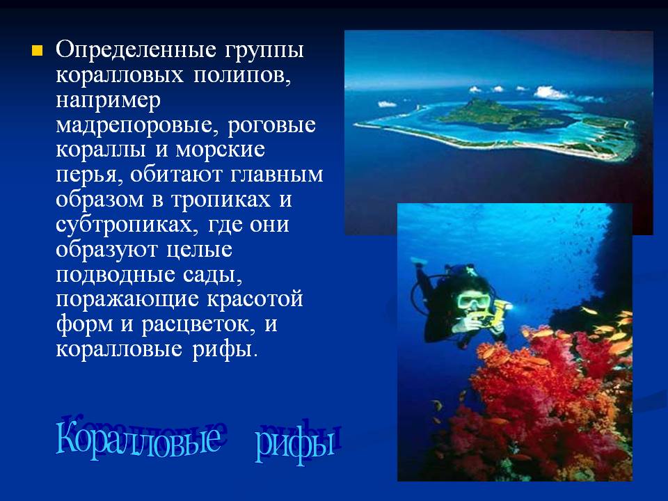 Коралловые рифы