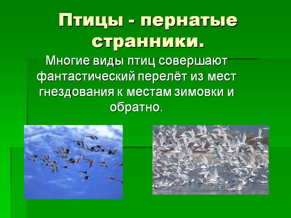 Пернатые странники