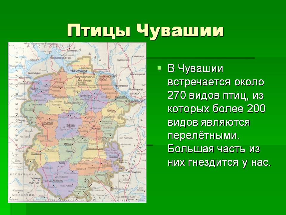 Птицы Чувашии