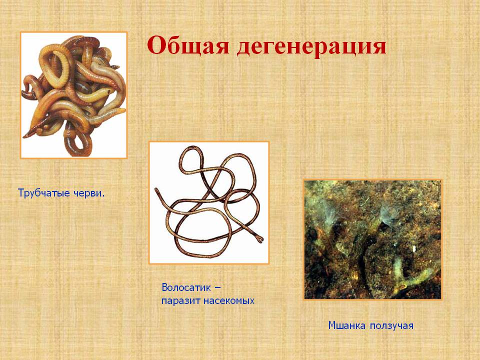 Трубчатые черви
