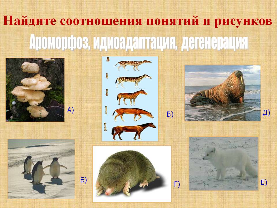 Соотношения понятий