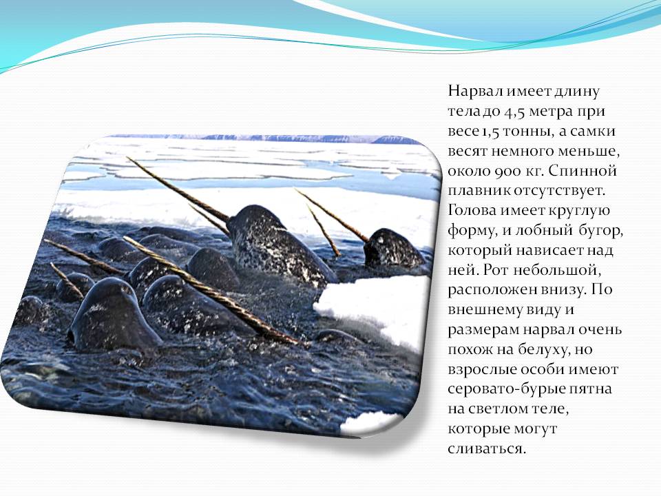 Спинной плавник