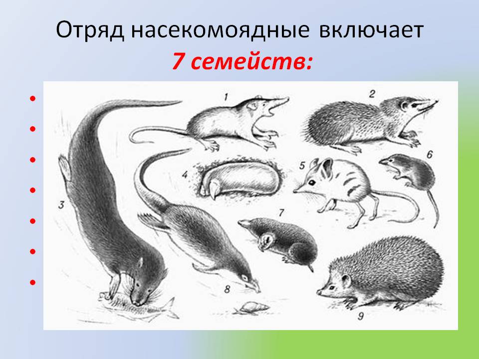 Отряд насекомоядные включает 7 семейств: