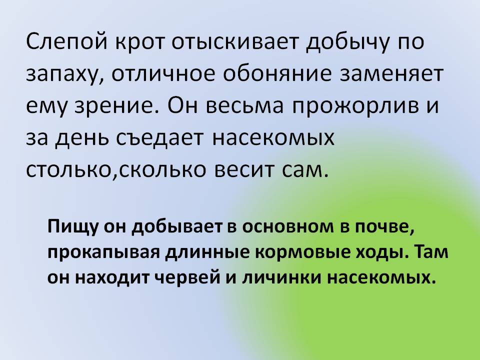 Слепой крот отыскивает добычу по запаху, отличное обоняние заменяет