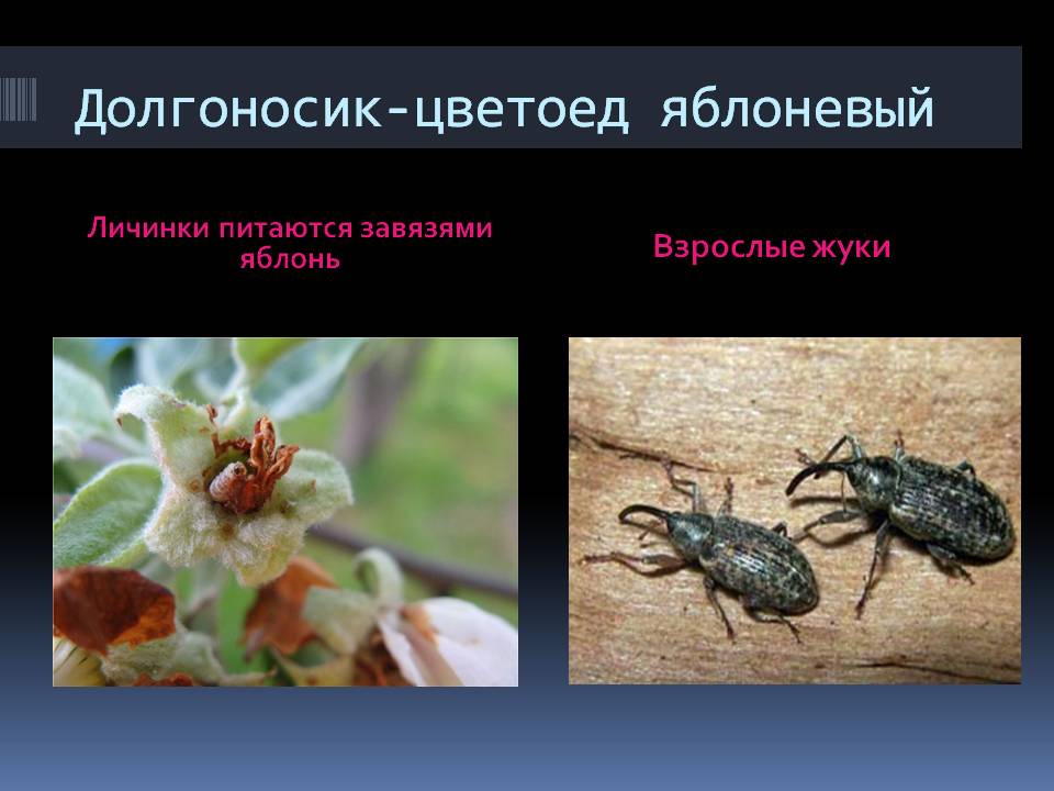 Долгоносик-цветоед яблоневый