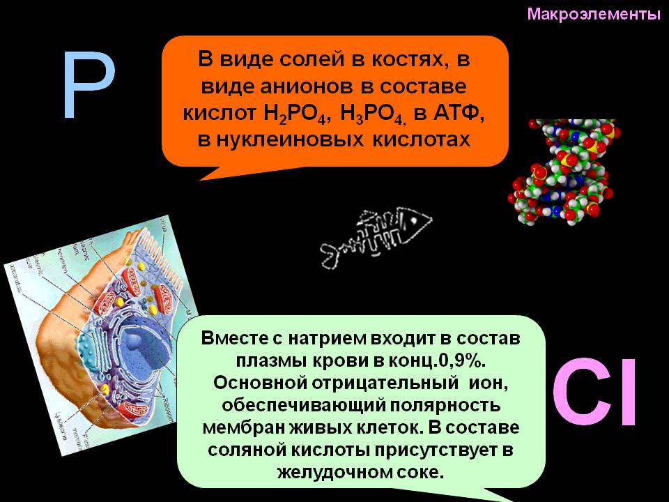 Полярность мембран живых клеток