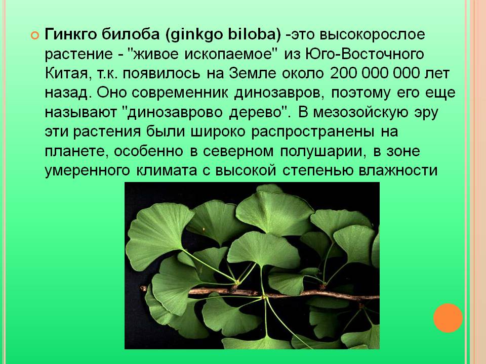 Гинкго билоба (ginkgo biloba) -это высокорослое растение - "живое