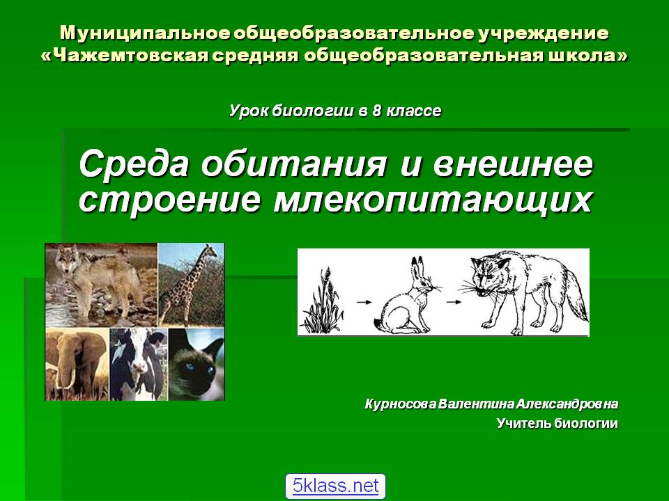 Среда обитания и внешнее строение млекопитающих