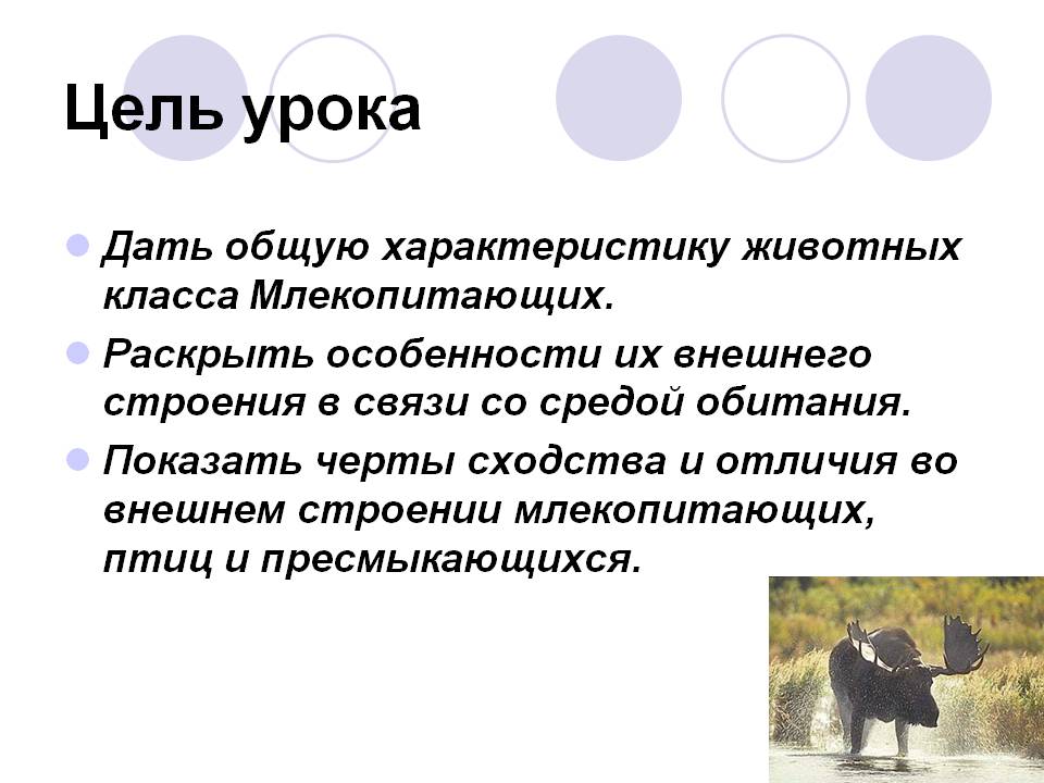 Дать общую характеристику животных класса Млекопитающих