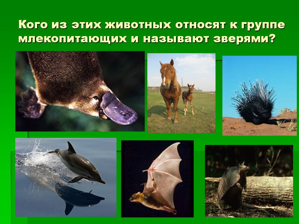 Кого из этих животных относят к группе млекопитающих и называют зверями