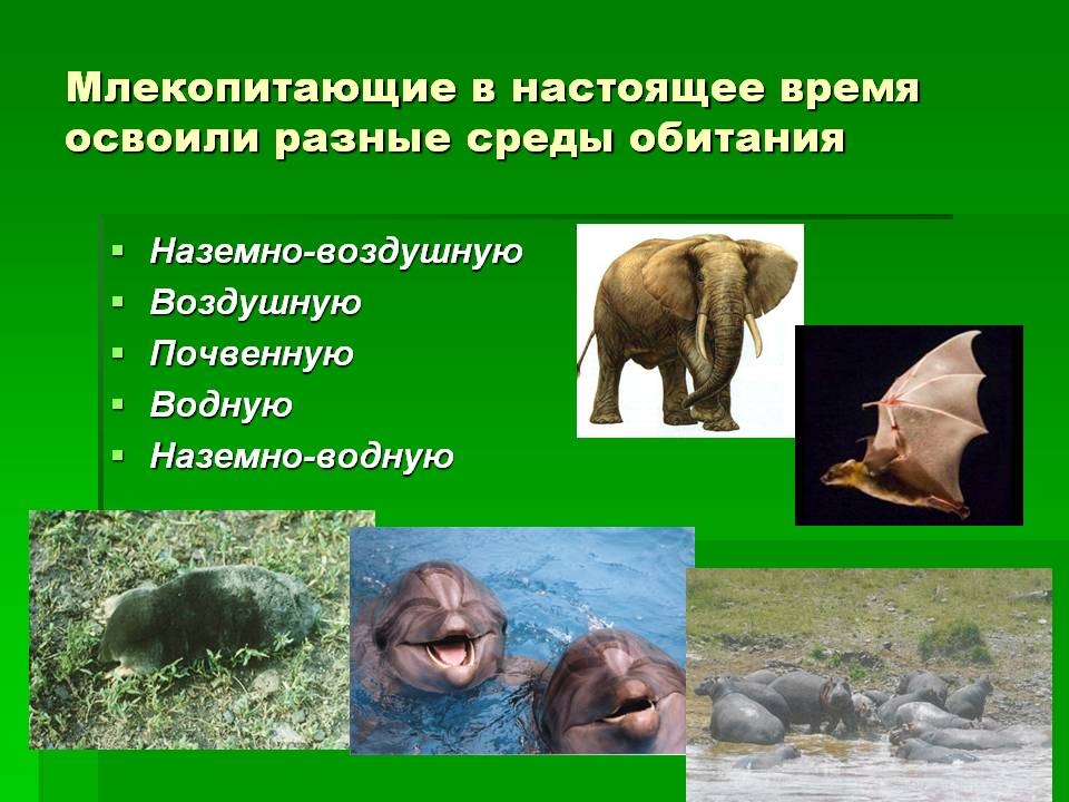 Млекопитающие в настоящее время освоили разные среды обитания