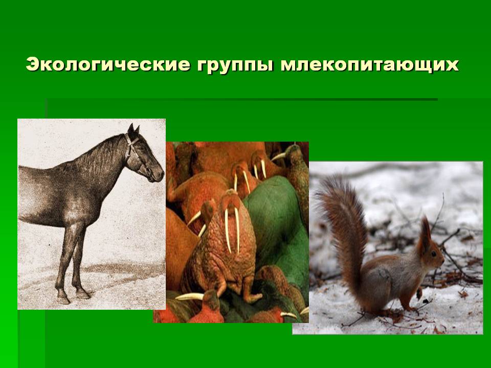 Экологические группы млекопитающих
