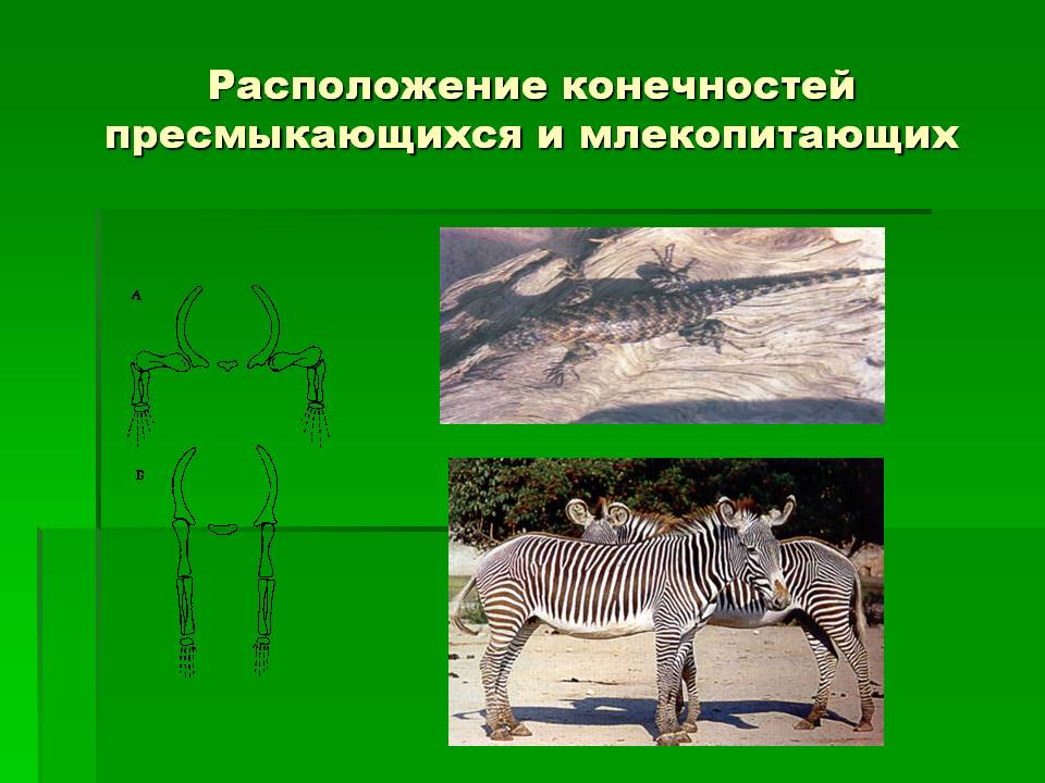 Расположение конечностей пресмыкающихся и млекопитающих