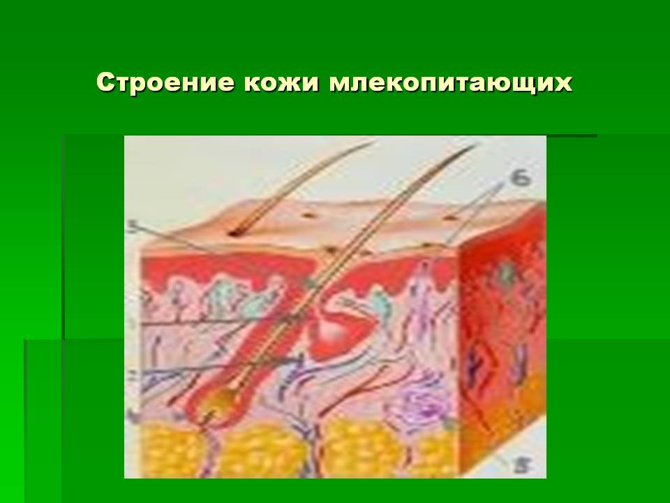 Строение кожи млекопитающих