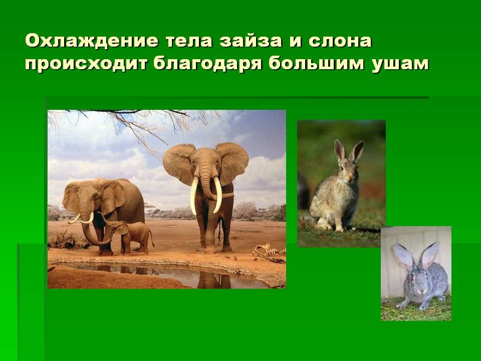 Охлаждение тела