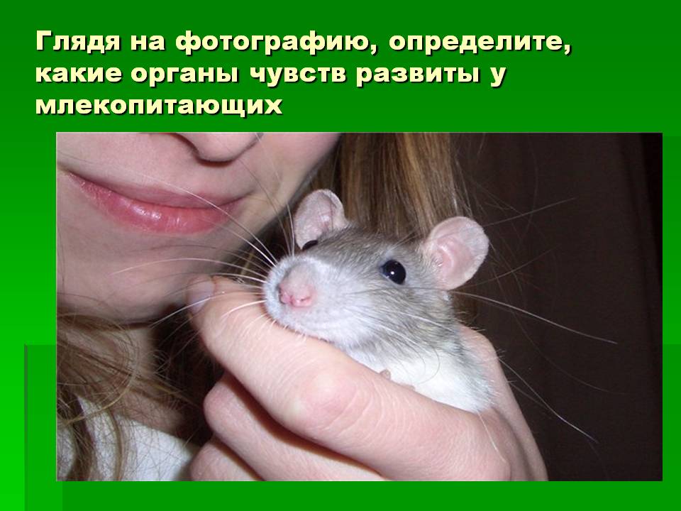 Определите, какие органы чувств развиты у млекопитающих
