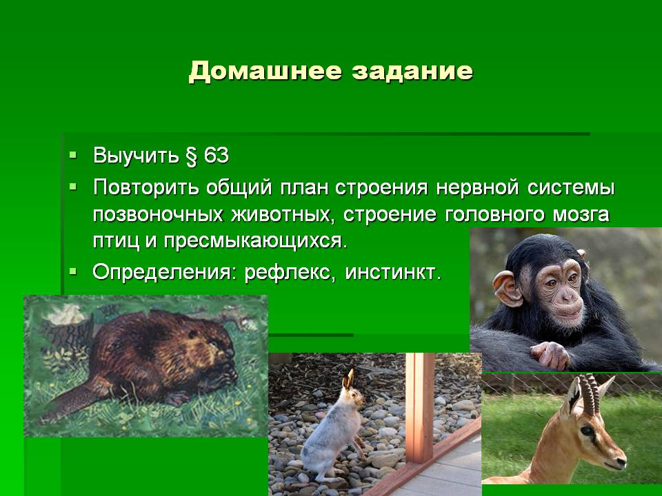 Домашнее задание