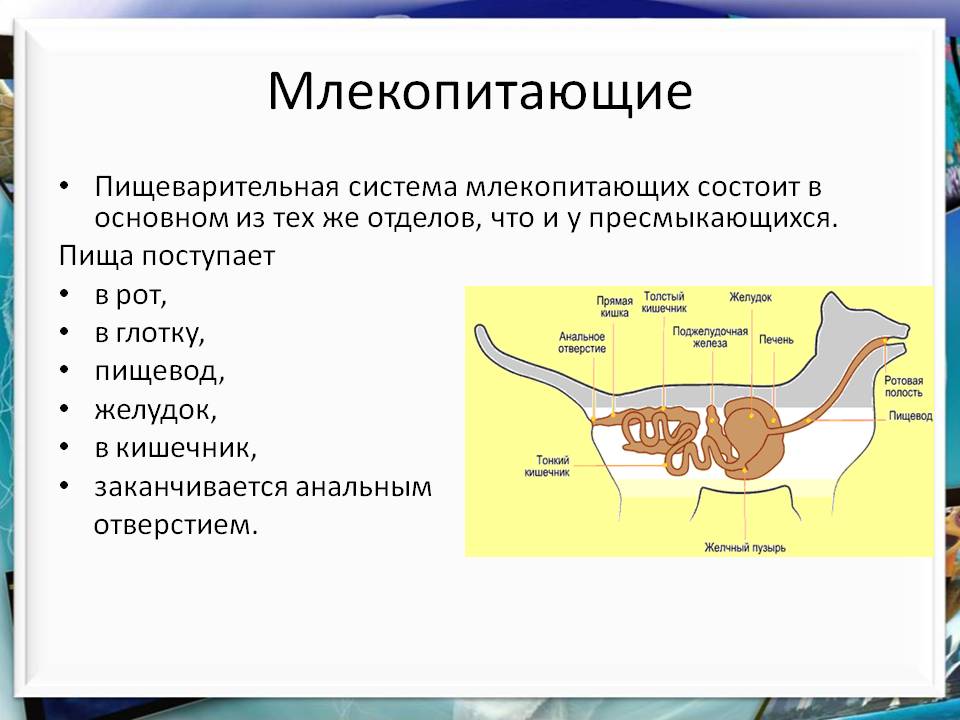 Пищеварительная система