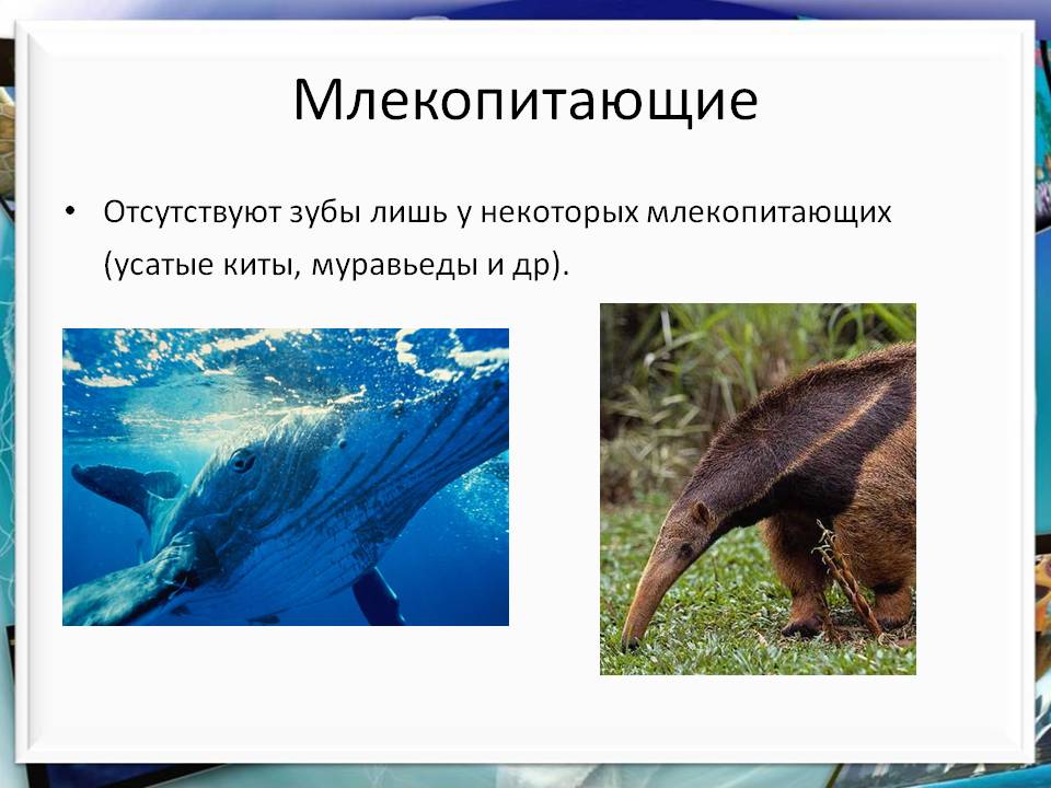 Усатые киты
