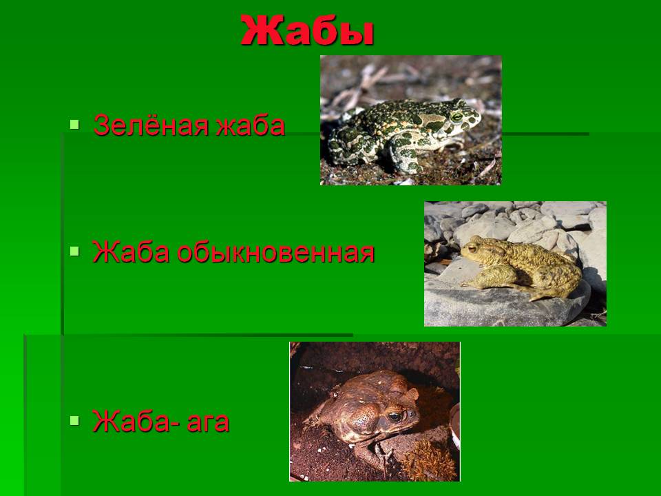 Жабы