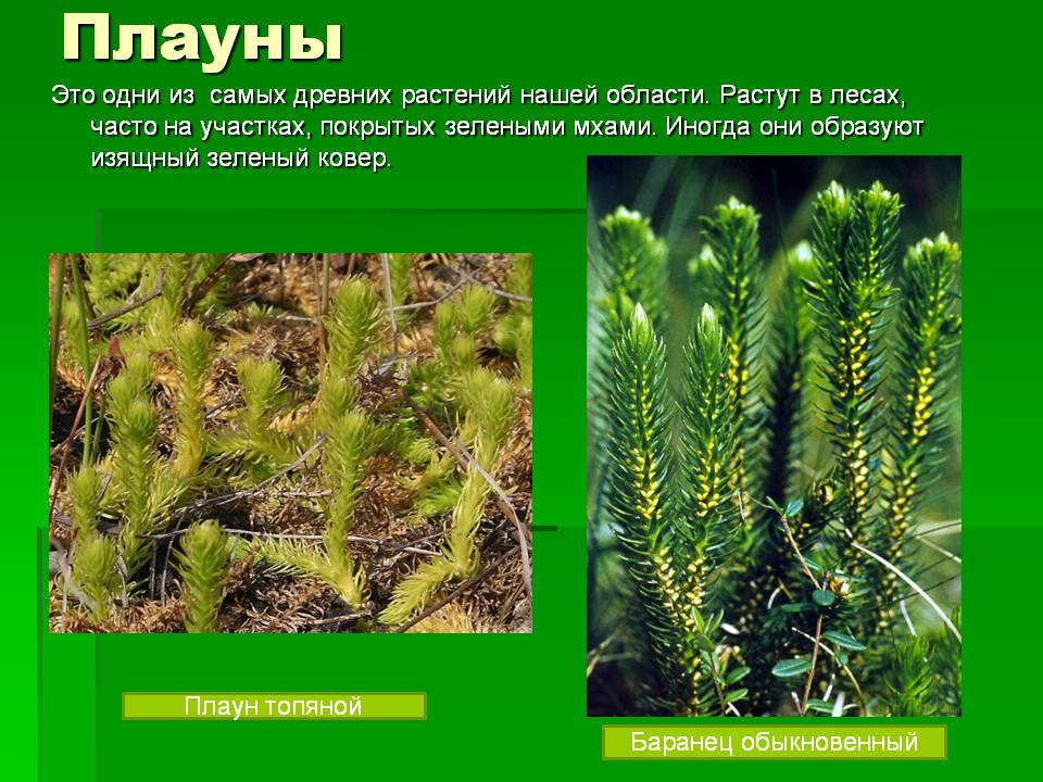 Плауны