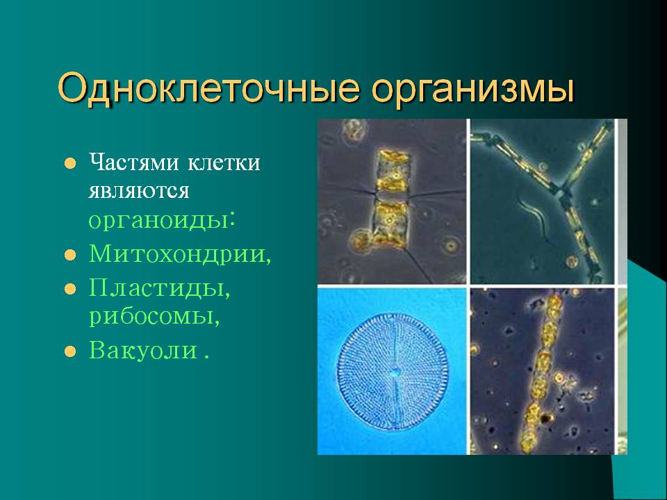 Одноклеточные организмы